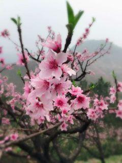 那年花开月正圆的免费版本